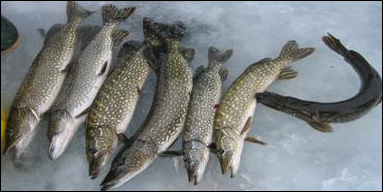 Annual Cy Perry Memorial Pike Ice Fishing Tournament