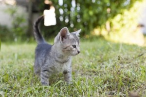 kittens