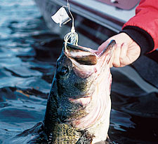 Wings Live Bait & Tackle