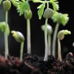 Gillies Seed Swap and Social