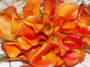 orange calla lillies