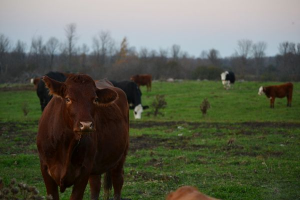 Farm Day