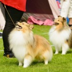 Thousand Islands Bark Bash