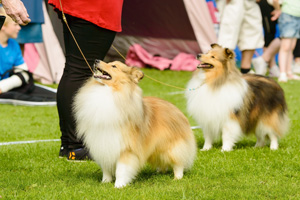 Dog Festival