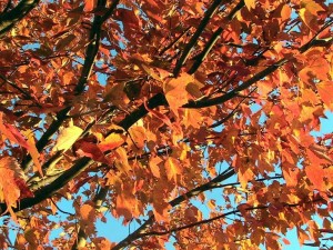 1000 Islands Fall Foliage