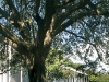 Menil Museum