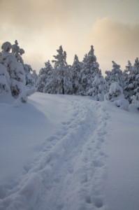 ID-100122858