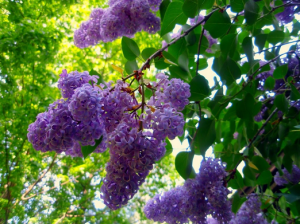 Franktown Lilac Festival
