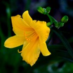 Annual Garden Show