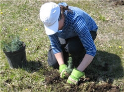 Tree Planting